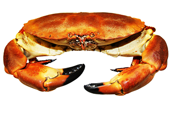 Crab